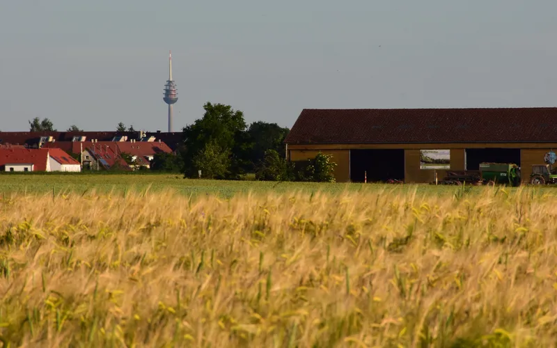 Weizenfeld mit Nürnberger Fernsehturm in der Ferne